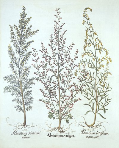 Variaatioita koiruohosta, kirjasta Hortus Eystettensis, kirjoittanut Basil Besler (1561-1629), pub. 1613 (käsinvärinen kaiverrus) tekijältä German School