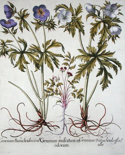 Geranium-lajikkeet, Basil Beslerin (1561-1629) "Hortus Eystettensis", pub. 1613 (käsinvärinen kaiverrus) tekijältä German School