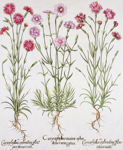 Erilaisia Dianthus-lajikkeita Basil Beslerin (1561-1629) Hortus Eystettensisistä, pub. 1613 (käsinvärinen kaiverrus) tekijältä German School