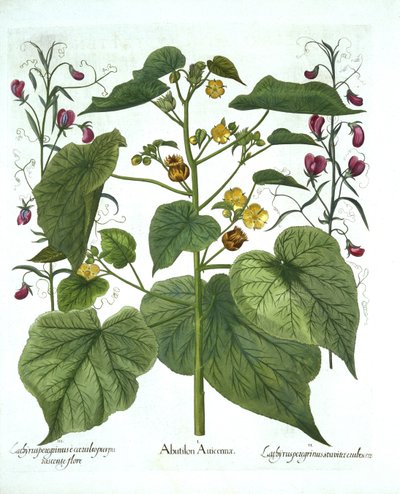 Velvetleaf and Sweet Peas, Hortus Eystettensis, kirjoittanut Basil Besler (1561-1629), pub. 1613 (käsinvärinen kaiverrus) tekijältä German School