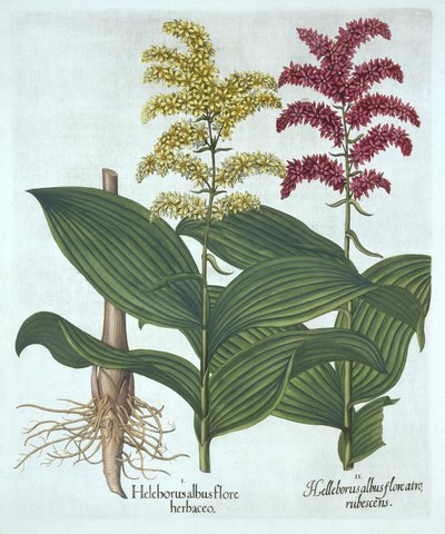 Veratrum, teoksesta "Hortus Eystettensis", kirjoittanut Basil Besler tekijältä German School