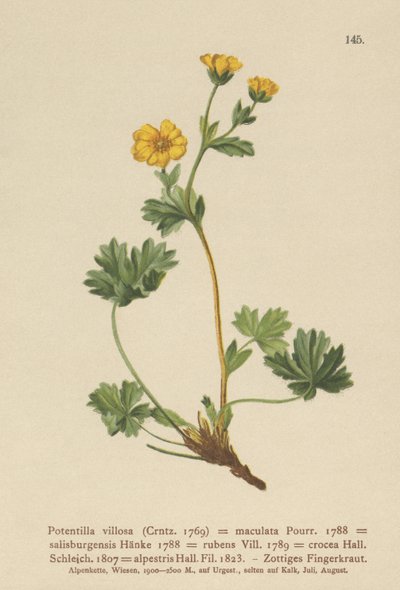 Villous Cinquefoil (Potentilla villosa, Potentilla maculata, Potentilla rubens, Potentilla crocea, Potentilla alpestris, Potentilla salisburgensis). tekijältä German School