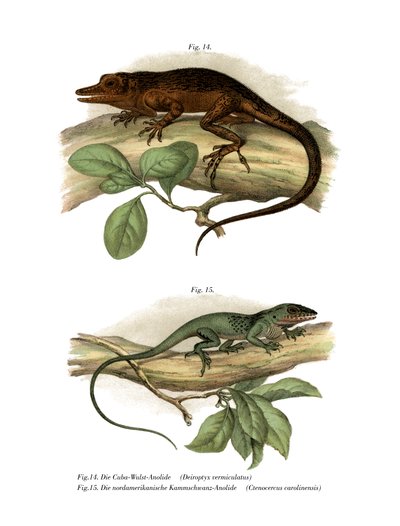 Vinales Anole (väri litho) tekijältä German School