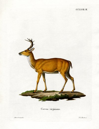 Virginian Deer (värillinen kaiverrus) tekijältä German School