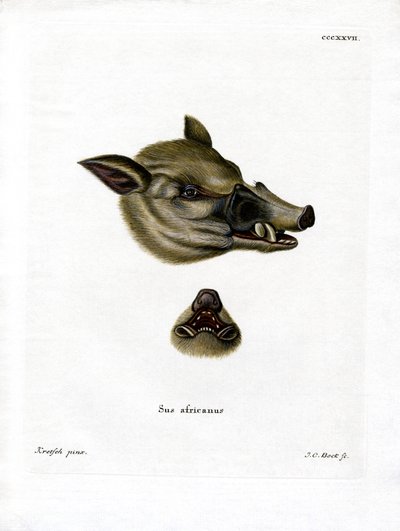 Warthog (värillinen kaiverrus) tekijältä German School