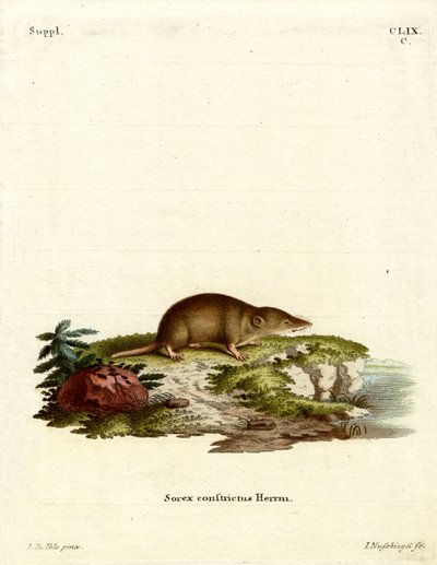 Water Shrew (värillinen kaiverrus) tekijältä German School