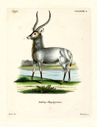 Waterbuck (värillinen kaiverrus) tekijältä German School