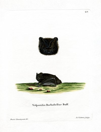 Western Barbastelle (värillinen kaiverrus) tekijältä German School