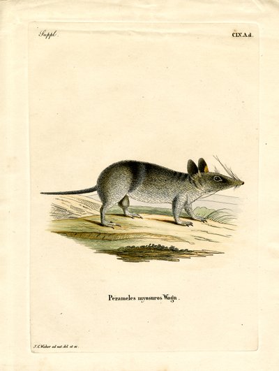 Western Barred Bandicoot (värillinen kaiverrus) tekijältä German School