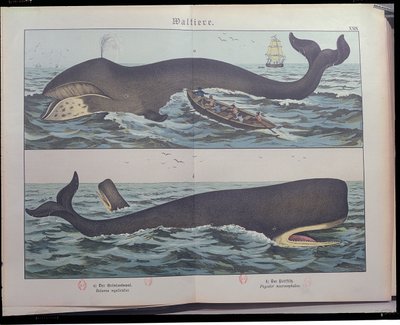 Valaanpyynti ja sperma, Gotthelf Heinrich von Schubertin (1780-1860) teoksesta Natural History of Mammals (1861), julkaistu Stuttgartissa, 1886 (värikaiverrus) tekijältä German School