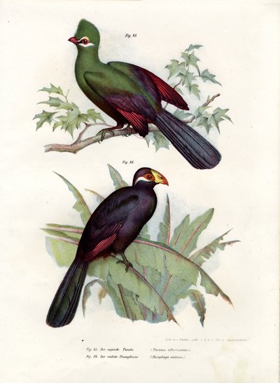 Valkoharjainen Turaco, 1864 tekijältä German School