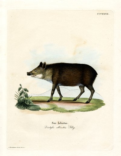 Valkohuulinen Peccary (värillinen kaiverrus) tekijältä German School