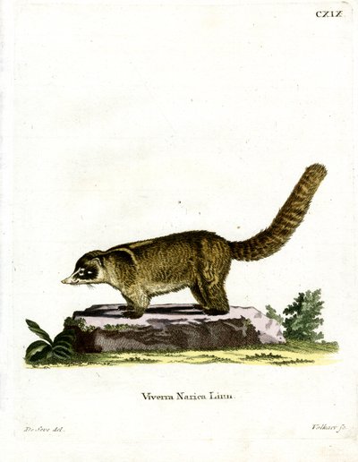 Valkoinen nenä Coati (värillinen kaiverrus) tekijältä German School