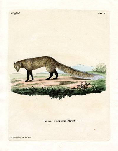 White-tailed Mongoose (värillinen kaiverrus) tekijältä German School