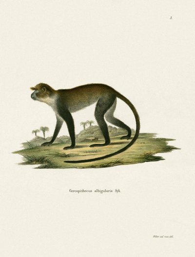 White-throated Monkey tekijältä German School