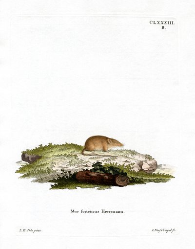 Valkohammaskärpäs (värillinen kaiverrus) tekijältä German School