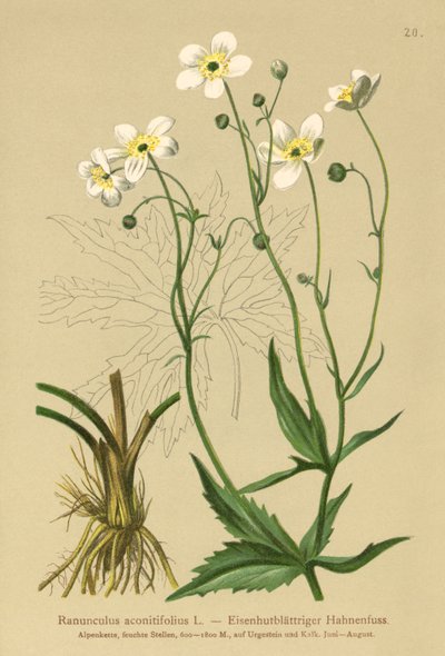 Valkoiset poikamiesnapit (Ranunculus aconitifolius) tekijältä German School