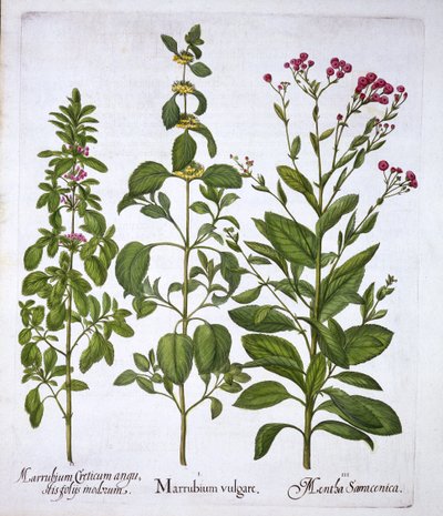 White Horehound, Horehound ja Mint, Hortus Eystettensis, kirjoittanut Basil Besler (1561-1629), pub. 1613 (käsinvärinen kaiverrus) tekijältä German School