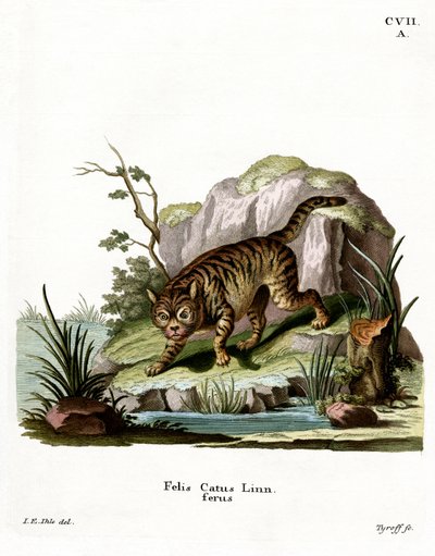 Wildcat (värillinen kaiverrus) tekijältä German School