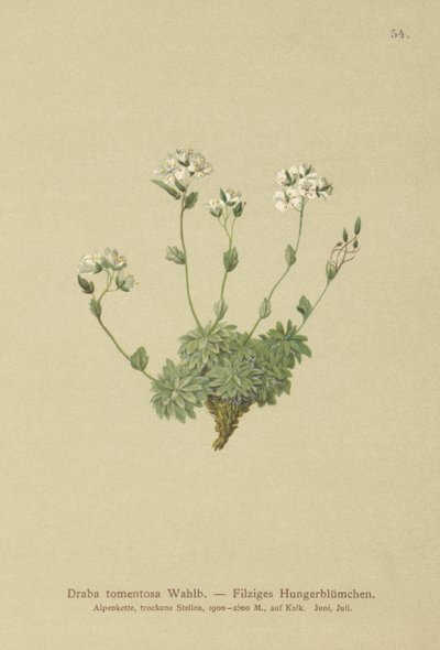 Wolley Whitlow-ruoho (Draba tomentosa) tekijältä German School