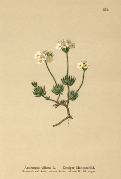 Wolly Rock Jasmine (Androsace villosa) tekijältä German School