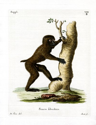Wood Baboon (värillinen kaiverrus) tekijältä German School