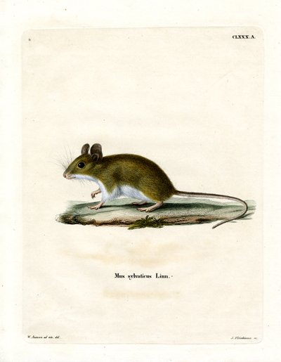 Wood Mouse (värillinen kaiverrus) tekijältä German School