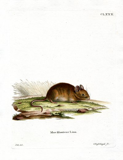 Wood Mouse (värillinen kaiverrus) tekijältä German School