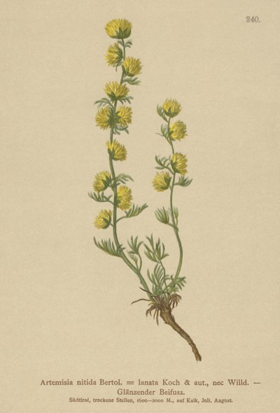 Koiruoho (Artemisia nitida, Artemisia lantana) tekijältä German School