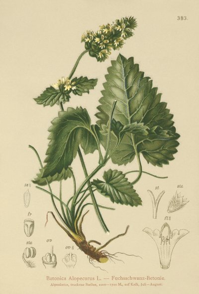 Keltainen betoni (Betonica Alopecurus, Stachys alopecuros) tekijältä German School