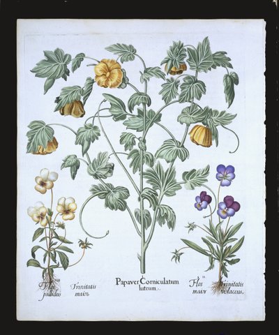 Keltainen unikko, Basil Beslerin (1561-1629) Hortus Eystettensisistä, pub. 1613 (käsinvärinen kaiverrus) tekijältä German School