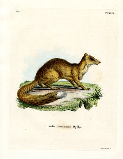 Keltainen Mongoose (värillinen kaiverrus) tekijältä German School