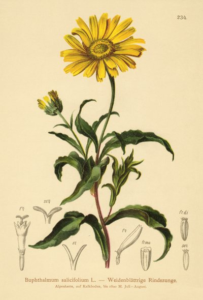 Keltainen häränsilmä (Buphthalmum salicifolium) tekijältä German School