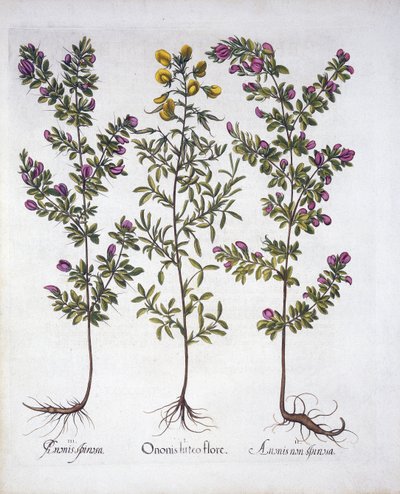 Yellow Rest-Harrow, Pink Rest-Harrow ja Pink Thorny Rest-Harrow, Hortus Eystettensis, kirjoittanut Basil Besler (1561-1629), pub. 1613 (käsinvärinen kaiverrus) tekijältä German School