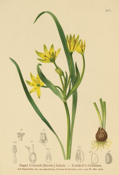 Keltainen Betlehemin tähti (Gagea Liottardi, Gagea lutea, Gagea fragifera, Ornithogalum minimum var. fragiferum, Gagea fistulosa subsp. liotardii) tekijältä German School