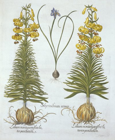Keltainen kalkkililja sipulilla ja kääpiösinisilmäinen ruoho, Hortus Eystettensis, kirjoittaja Basil Besler (1561-1629), pub. 1613 (käsinvärinen kaiverrus) tekijältä German School