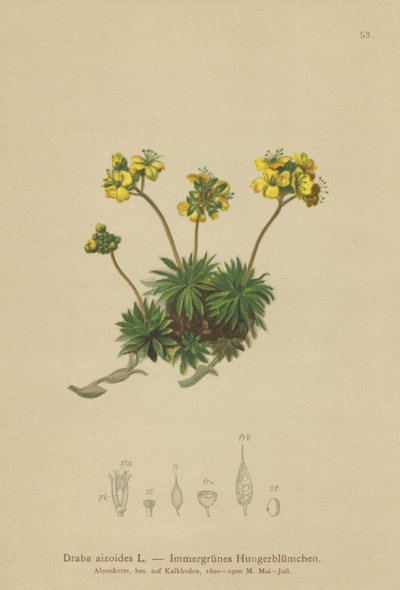 Keltainen Whitlow-ruoho (Draba aizoides) tekijältä German School