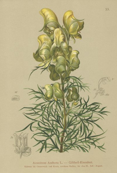 Keltainen munkkikunta (Aconitum anthora) tekijältä German School