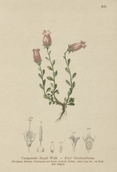 Zois kellokukka (Campanula Zoysii) tekijältä German School