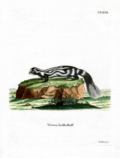 Zorilla (värillinen kaiverrus) tekijältä German School