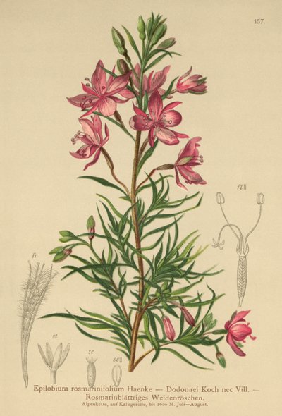 rosmariinilehtinen pajuherukka (Epilobium rosmarinifolium, Epilobium Dodonaei) tekijältä German School