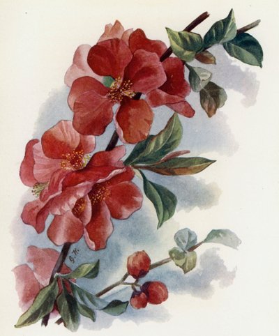 Cydonia Japanese v Cardinal tekijältä Gertrude Hamilton