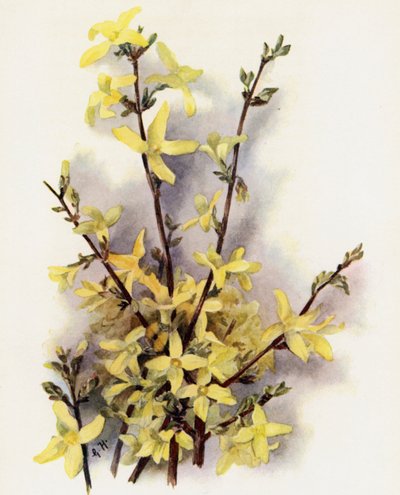 Forsythia Suspensa tekijältä Gertrude Hamilton