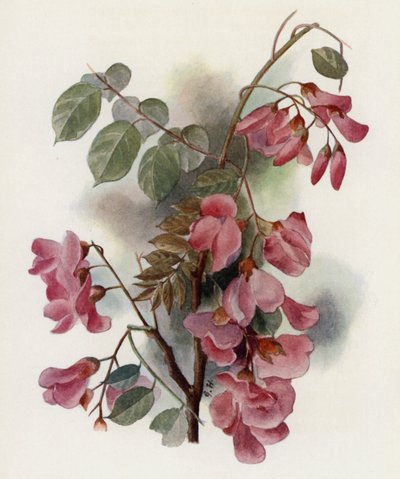 Robinia Hispida tekijältä Gertrude Hamilton