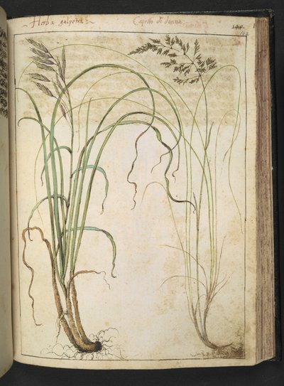 Yrttikasvi, Gherardo Cibon "Paintings of Flora of the Roman States", Add MS 22333, f142r, n. 1564-84 (akvarelli ja guassi paperille) tekijältä Gherardo Cibo