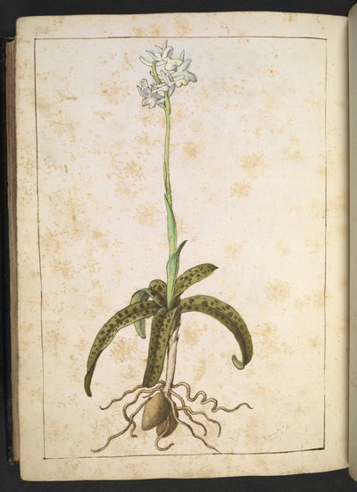 Kasvi, jossa on valkoiset terälehdet, Gherardo Cibon teoksesta "Paintings of Flora of the Roman States", Add MS 22333, f173v, n. 1564-84 (akvarelli ja guassi paperille) tekijältä Gherardo Cibo