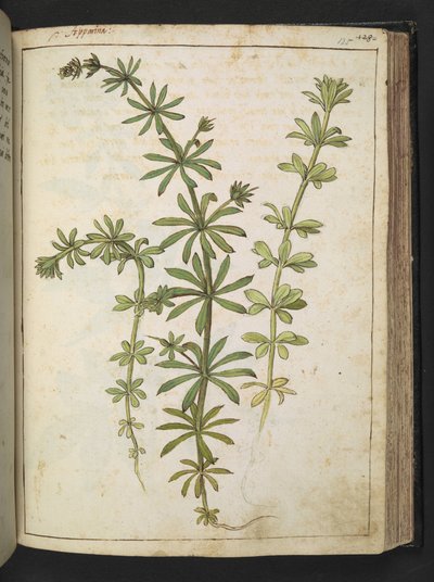 Vihreitä lehtiä sisältävä kasvi, Gherardo Cibon "Paintings of Flora of the Roman States", Add MS 22333, f125r, n. 1564-84 (akvarelli ja guassi paperille) tekijältä Gherardo Cibo