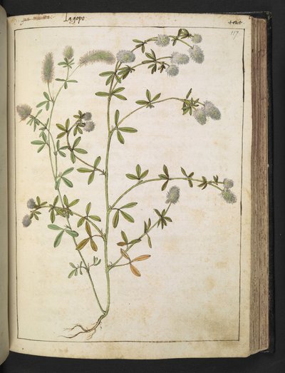 Kasvi, jossa on valkoiset kukat. , Gherardo Cibon "Paintings of Flora of the Roman States", Lisää MS 22333, f117r, n. 1564-84 (akvarelli ja guassi paperille) tekijältä Gherardo Cibo