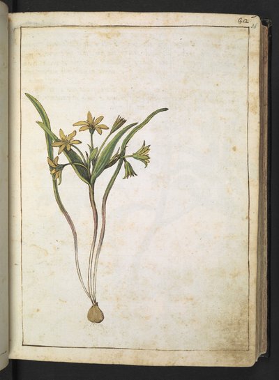 Keltainen kasvi, Gherardo Cibon "Paintings of Flora of the Roman States", Add MS 22333, f036r, n. 1564-84 (akvarelli & guassi paperille) tekijältä Gherardo Cibo