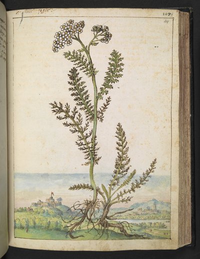 Achillea millefolium: Korkea saniainen tyyppinen kasvi, jossa on valkoisia kukkia, Gherardo Cibon "Paintings of Flora of the Flora of the Roman States", Add MS 22333, f114r, c.1564-84 (akvarelli & guassi paperille) tekijältä Gherardo Cibo
